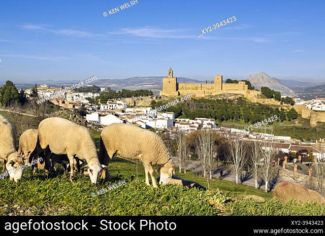 Antequera, Malaga Province, Andalusia, southern Spain. View over grazing sheep to the alcazaba, or castle. Visible behind the castle is the face-shaped Peña de...