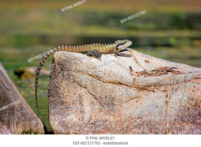dragon lizard on rock