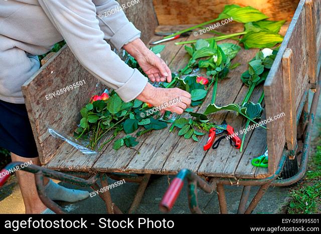 Old woman trimming the leaves off freshly harvested flowers cutting them with scissors over the wooden tailgate of a carriage. High quality photo