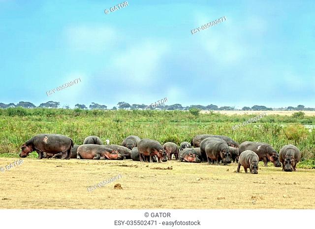 Large herd of hippo (Hippopotamus amphibius kiboko) out of water, Amboseli National Park, Kenya