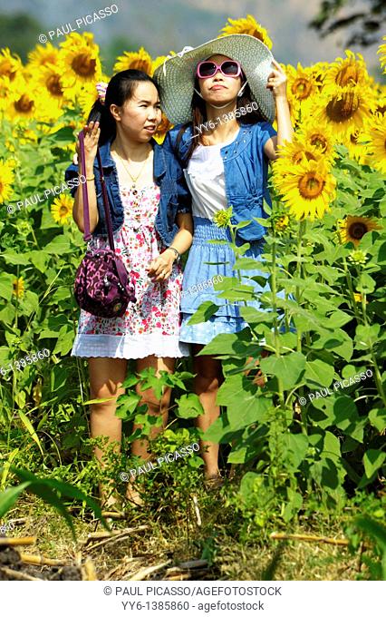 girls posing, sunflower fields of lopburi , central thailand