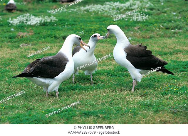Laysan Albatross Trio in courtship display Midway Is (Diomedea immutabilis)