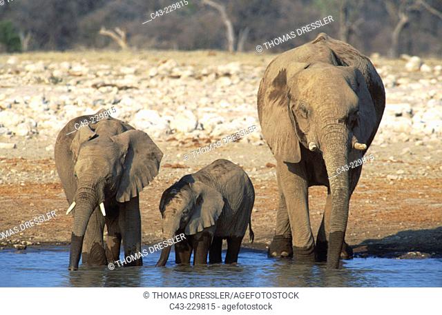African Elephant (Loxodonta africana). One bull and  two calves in a waterhole. Ethosha National Park. Namibia