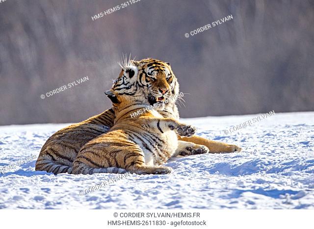 China, Heilongjiang province, Harbin, Tiger Park, Siberian Tiger (Panthera tigris altaica)