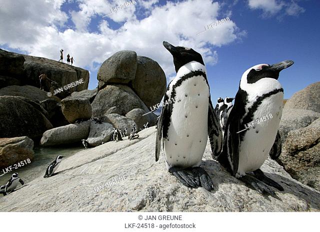 Colony of african penguins, Boulder Beach near Simons Town, West Cape, South Africa