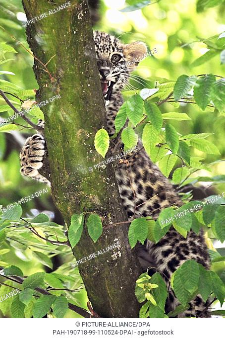 18 July 2019, North Rhine-Westphalia, Cologne: A young leopard sits in a tree in an enclosure at Cologne Zoo. On 3 April 2019 two kittens, Nikan and Banu