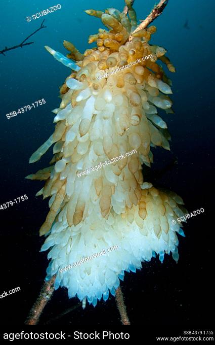Bigfin Reef squid eggs (Sepioteuthis lessoniana) clumps on debris, Lembeh Strait, Sulawesi, Indonesia