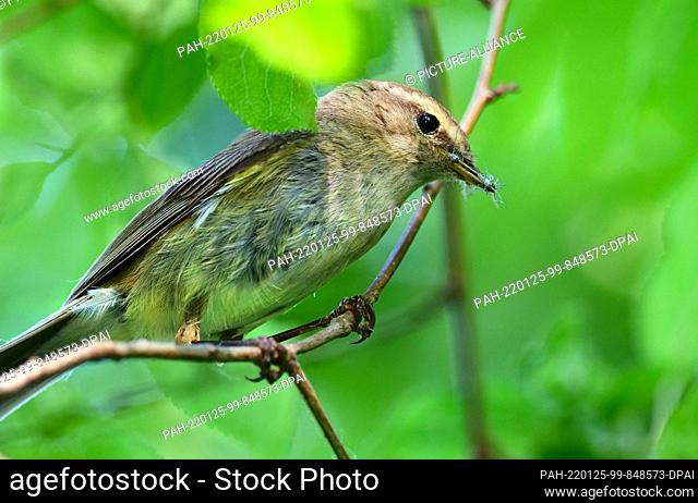 07 June 2021, Berlin: 07.06.2021, Berlin. A Common Chiffchaff or Willow Warbler (Phylloscopus collybita) sits on a branch and holds small insects in its beak...