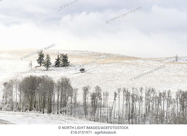 Canada, BC, Bridesville. A stand of trees on farmland in the interior of British Columbia