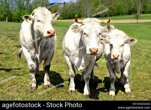 Bulle, Kuh und Kalb der Rasse Blonde D'Aquitaine auf einer Weide im Suedschwarzwald