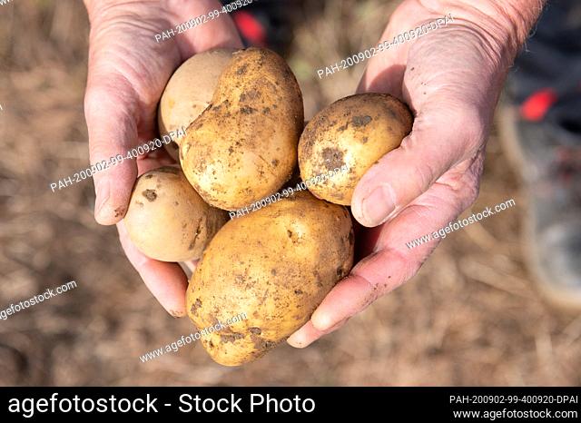 02 September 2020, Saxony, Zwönitz: A farmer is holding potatoes in his hands at a press conference on the harvest balance sheet of the Saxon State Farmers'...
