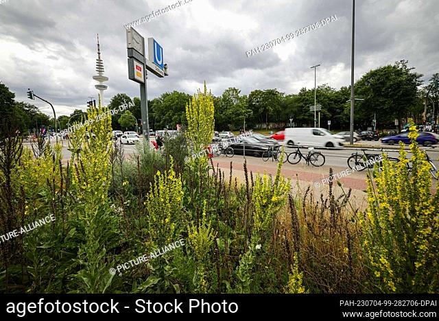 04 July 2023, Hamburg: Flowers and other plants stand in a wildflower meadow at Schlump station. The wild bee-friendly planting at four Hamburg subway and...