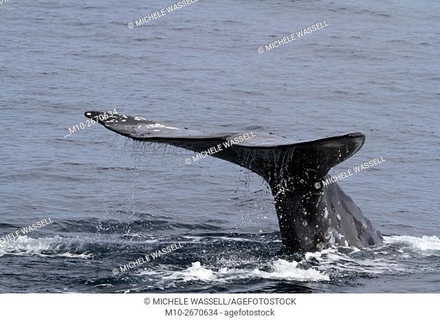 Close-up of Gray Whale tail fluke