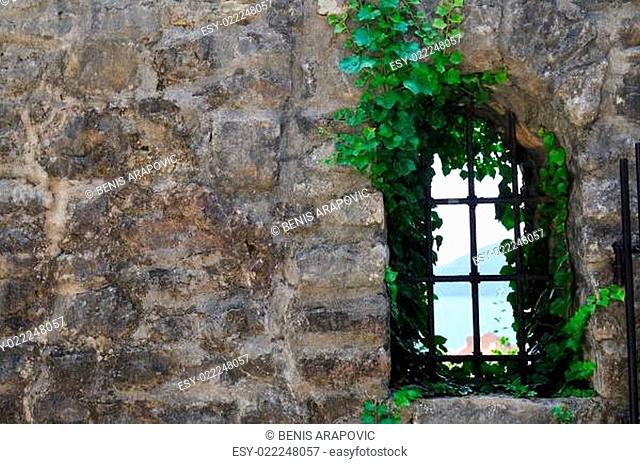 window old plant