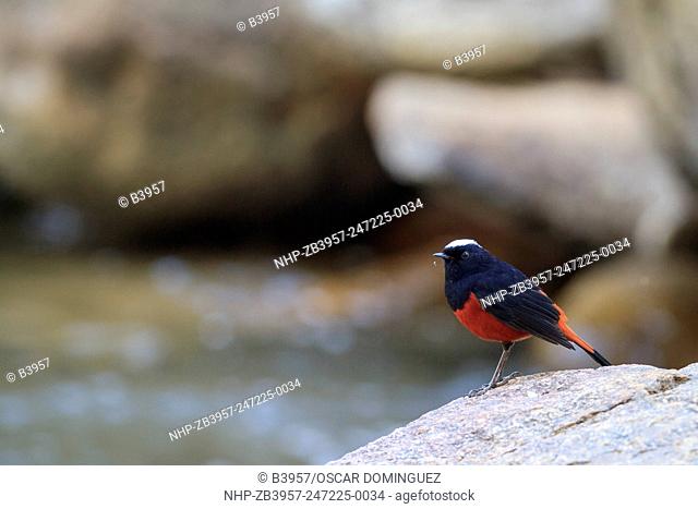 White-capped Water-redstart (Chaimarrornis leucocephalus) perched on rocks. Doi Pha Hom Pok National Park formerly known as Mae Fang National Park