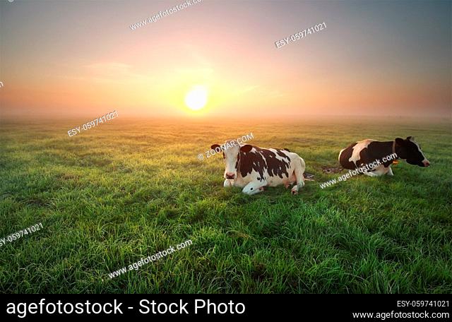 relaxed cows on pasture at sunrise in summer