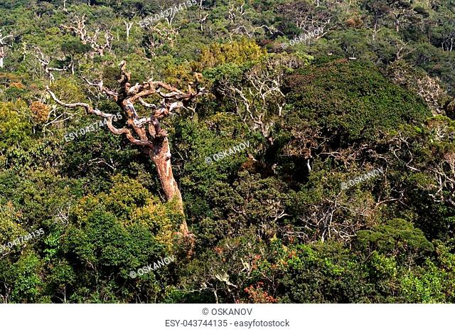 Beautiful landscape of montane evergreen cloud forest and dead tree in front in Horton Plains National Park, Sri Lanka