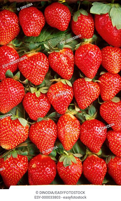 Twenty five red strawberries