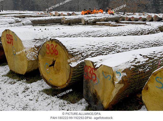 22 February 2018, Germany, Daldorf: Quality wood trunks lie on a storage area. At a so-called quality wood submission buyers from Germany, Denmark
