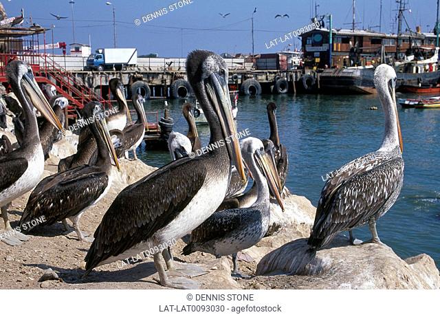Colonial town. Harbour. Pelicans, large birds with long beaks on quay wall