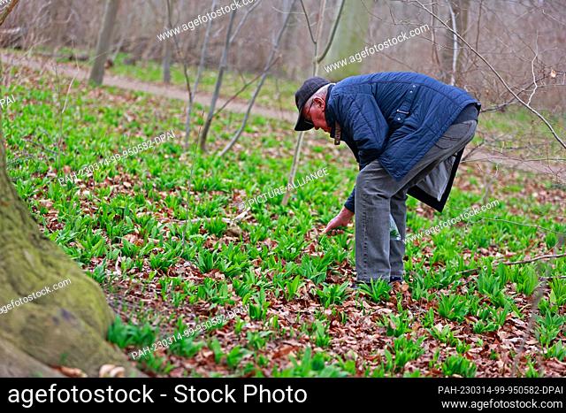 14 March 2023, Saxony-Anhalt, Quedlinburg: A man collects wild garlic in a landscape park. Wild garlic grows in large quantities in a landscape park on the...