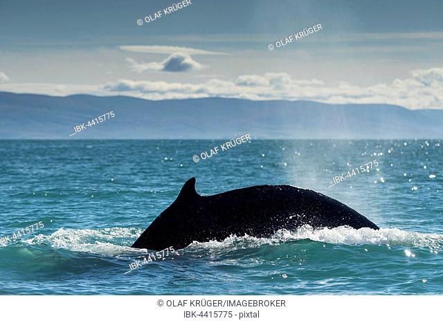 Diving, humpback whale (Megaptera novaeangliae), Eyjafjörður, Iceland
