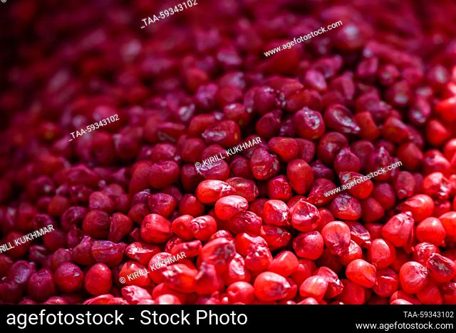 RUSSIA, NOVOSIBIRSK REGION - MAY 24, 2023: Maize seeds in a seed drill on a farm of the Zerno Sibiri agricultural firm in the village of Krasnoglinnoye during a...