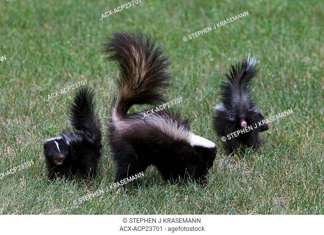 Striped Skunk Mephitis mephitis mother and young with tails lifted in warning, Grand Portage National Monument, Minnesota, USA