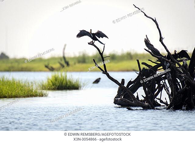The African darter, or ""snakebird"" sits perched on a tree branch along the Chobe River, ready to take flight. Chobe National Park - Botswana