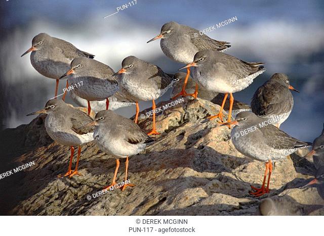 Redshanks at roost Moray Firth, Scotland
