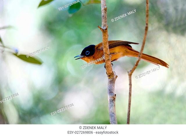 Small beautiful colored Madagascar bird, Paradise-flycatcher, (Terpsiphone mutata). Ankarafantsika National Park, Madagascar wildlife and wilderness