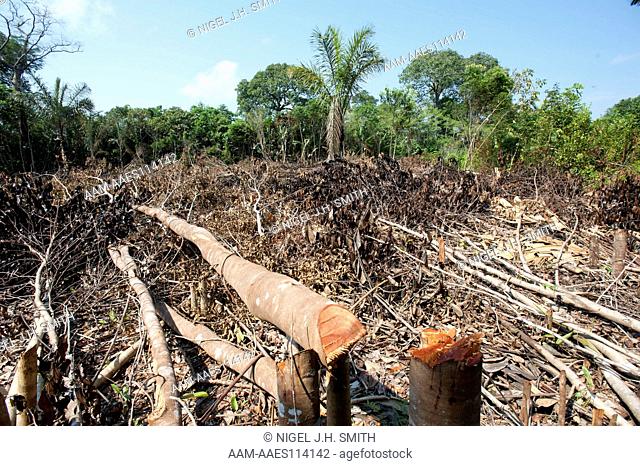 Field (roca) cleared in five year-old second growth. It will be burned in a few weeks to plant manioc. Brazil nut (Bertholletia excelsa) in old second growth in...