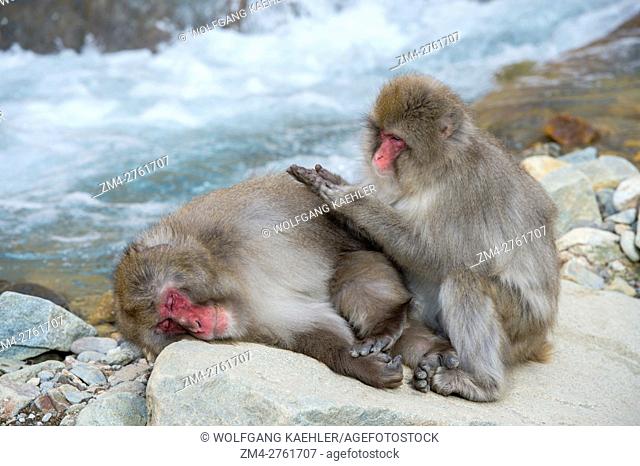 Snow monkeys (Japanese macaques) are sitting on rocks grooming each other at Jigokudani on Honshu Island, Japan