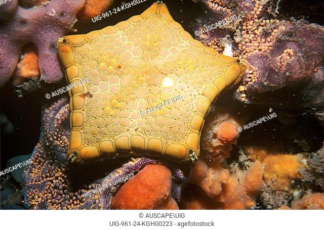 Southern biscuit star (Tosia australis), feeding on encrusting invertebrates. Edithburgh, Yorke Peninsula, South Australia