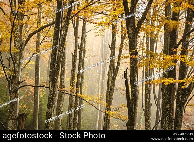 Fageda de la Grevolosa beech forest in autumn, in a foggy day after heavy rains (Osona, Barcelona province, Catalonia, Spain)