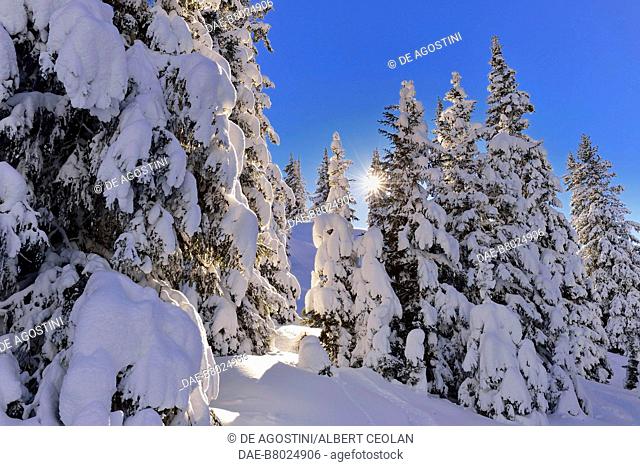 Snow-covered firs, Ratschings valley, Upper Eisack valley, Trentino-Alto Adige, Italy