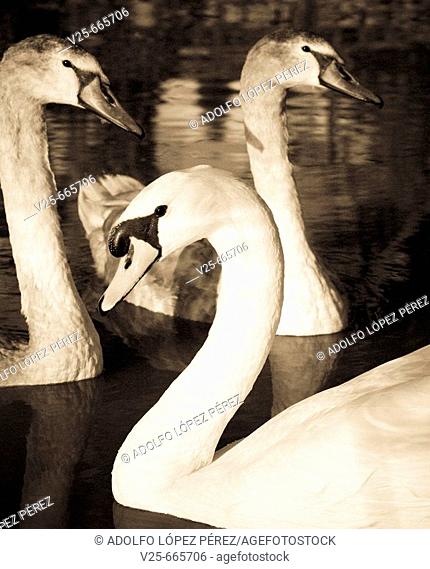 Swans. Spain