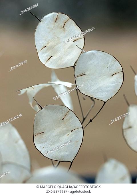 Translucence seedpods of Annual Honesty (Lunaria annua). Montseny Natural Park. Barcelona province, Catalonia, Spain
