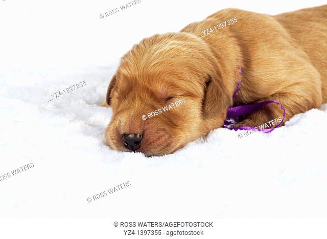 A one-week-old Golden Retriever puppy indoors
