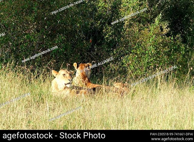 06 March 2023, Kenya, Masai Mara: Lion family in the Masai Mara nature reserve. Photo: David Renke/dpa. - Masai Mara/Kenya
