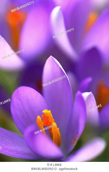 Dutch crocus, spring crocus Crocus vernus, Crocus neapolitanus, flowers