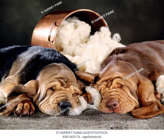 Two Bloodhound puppies