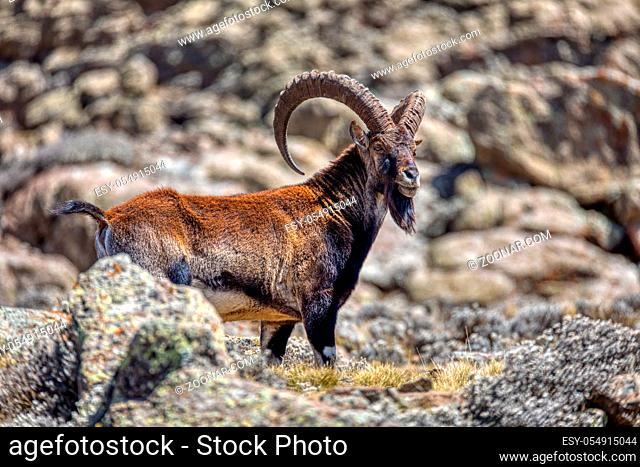 Very rare Walia ibex, Capra walia, one of the rarest ibex in world. Only about 500 individuals survived in Simien Mountains National park in Northern Ethiopia