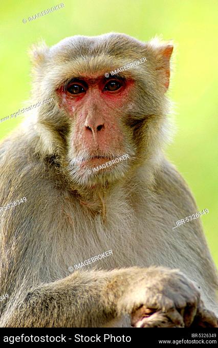 Rhesus Monkey, male, Keoladeo Ghana national park, Rajasthan, India, Rhesus Macaque (Macaca mulatta), Asia