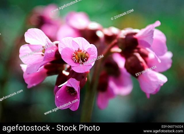Macro view of bergina trumpet blossoms in bloom