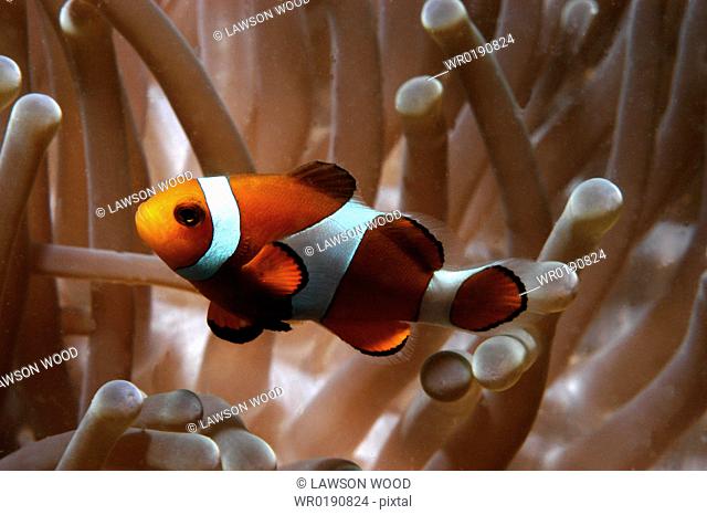 Clown Anemonefish Amphiprion percula, Nemo type clownfish amidst anemone's tentacles, Sipidan, Mabul, Malaysia