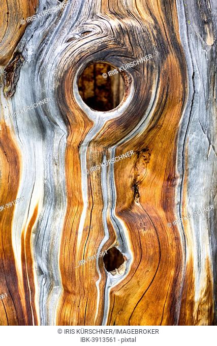 Dead Swiss Stone Pine (Pinus cembra), detail