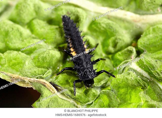 France, Coleoptera, Coccinellidae, Harlequin ladybird, Multicolored Asian lady beetle or Halloween lady beetle (Harmonia axyridis), third larval instar