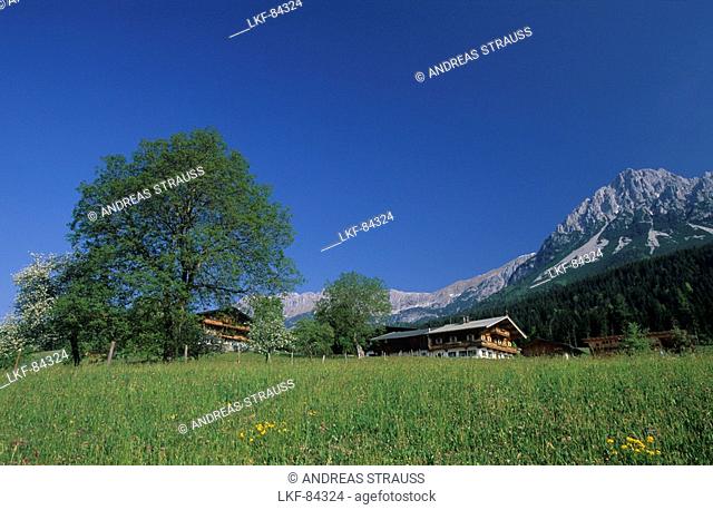 Farmhouse with sea of dandelion and Wilder Kaiser range, Ellmau, Kaiser range, Tyrol, Austria