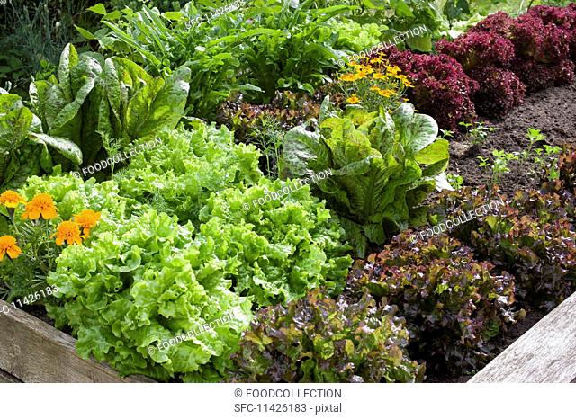 Marigolds and various red and green lettuces in a raised flower bed in a garden
